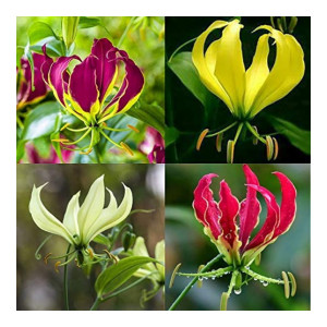 Glorisa 100% Germination | Flower Bulbs | Pack of Healthy Flower Bulbs | By UDANTA SEEDS® (Pack of 50 Flower Bulbs)