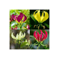 Glorisa 100% Germination | Flower Bulbs | Pack of Healthy Flower Bulbs | By UDANTA SEEDS® (Pack of 50 Flower Bulbs)